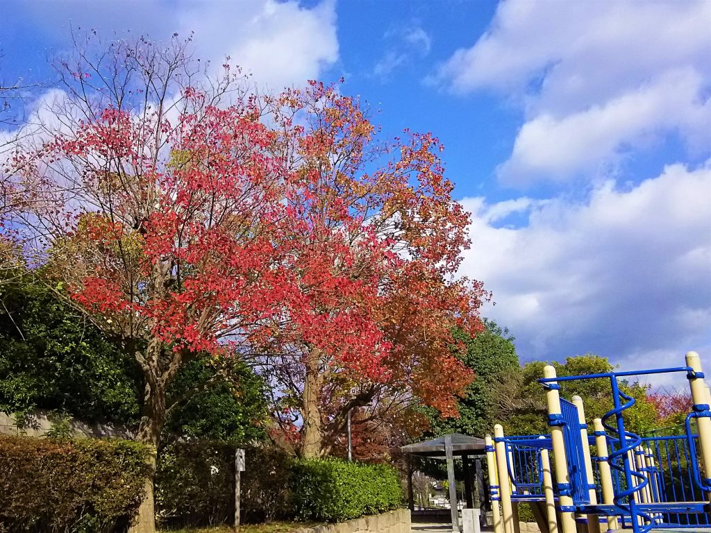 紅葉の桜